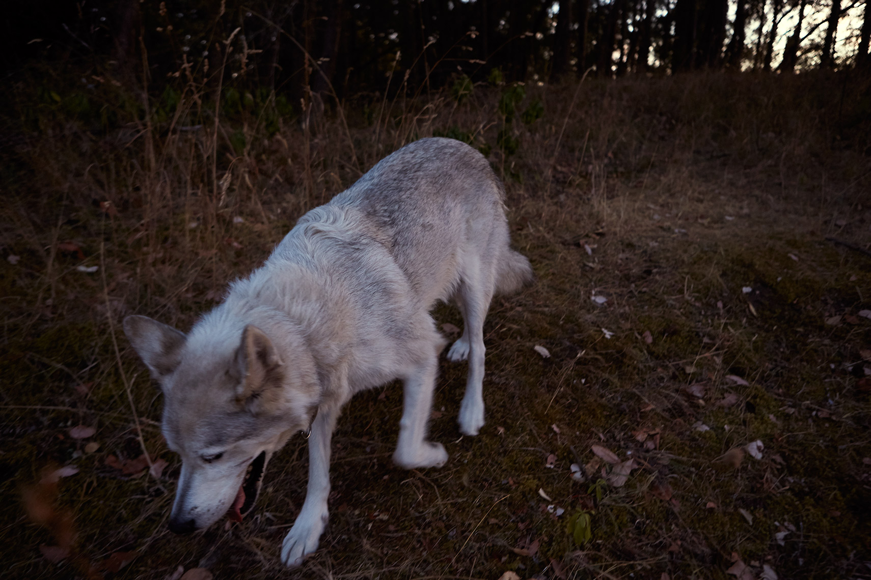 pender_05